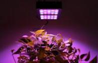 In recent years, many listed companies have deployed LED plant lighting