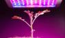 Plants can photosynthesize through LED lights?