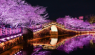 The cherry blossom nighttime lighting at Yuantouzhu Scenic Area in Wuxi, Jiangsu Province, has been upgraded